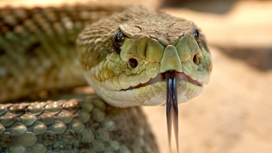 <div class="paragraphs"><p>The forest department has urged residents not to harm snakes and to report such sightings to the authorities immediately.</p><p></p></div>